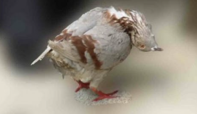 Screenshot 2024-12-03 at 4.09.58 AM